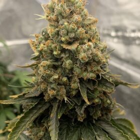 Power Plant Auto Dutch Passion Seeds