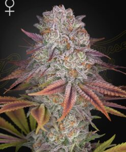 Pulp Friction Green House Seeds
