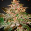 Pure Kush Green House Seeds