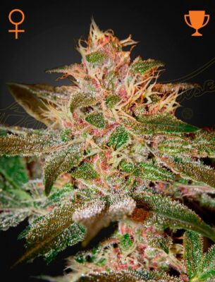 Pure Kush Green House Seeds