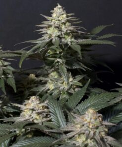 Purple Lemonade FF Fast Buds Seeds