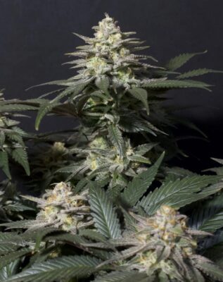 Purple Lemonade FF Fast Buds Seeds