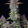 Purple Punch Auto Fast Buds Seeds