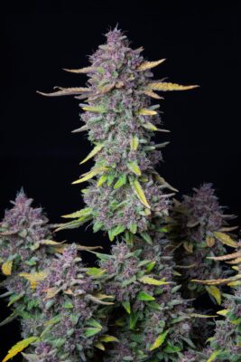 Purple Punch Auto Fast Buds Seeds