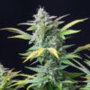 Quick One Auto Royal Queen Seeds