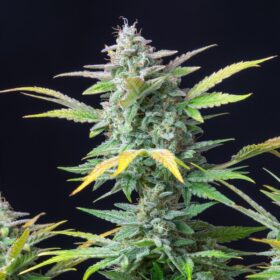 Quick One Auto Royal Queen Seeds