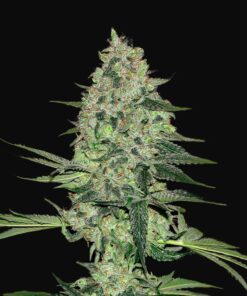 Rhino Ryder Auto Fast Buds Seeds