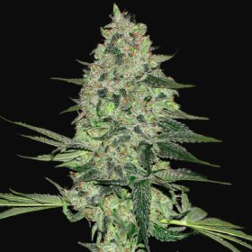 Rhino Ryder Auto Fast Buds Seeds