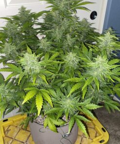 Russian Auto Fast Buds Seeds