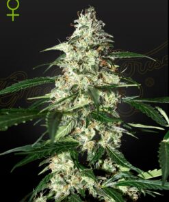 Skunk Auto Green House Seeds