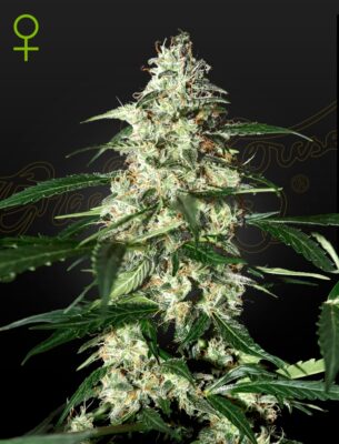 Skunk Auto Green House Seeds
