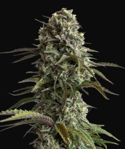 Skunk Auto Fast Buds Seeds