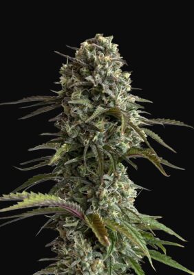 Skunk Auto Fast Buds Seeds