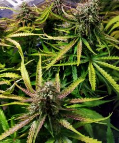 Skywalker Haze Auto Dutch Passion Seeds