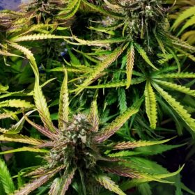 Skywalker Haze Auto Dutch Passion Seeds