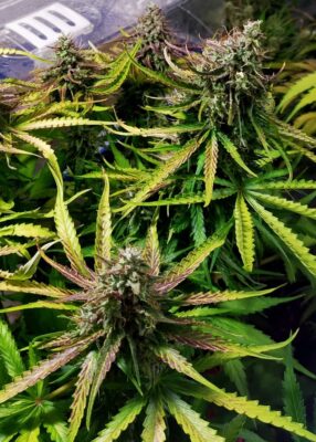 Skywalker Haze Auto Dutch Passion Seeds