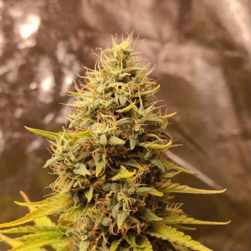 Sour Tangie Dawg regular SuperSativaSeedClub