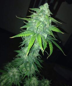 StarRyder Auto Dutch Passion Seeds