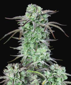 Strawberry Banana Auto Fast Buds Seeds