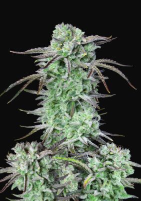 Strawberry Banana Auto Fast Buds Seeds