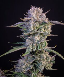 Strawberry Gorilla Auto Fast Buds Seeds