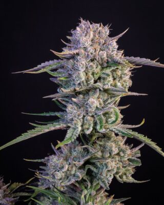 Strawberry Gorilla Auto Fast Buds Seeds
