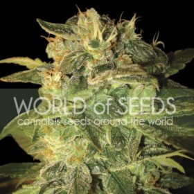 Sugar Mango Ryder Auto WorldOfSeeds