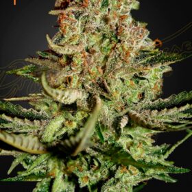 Super Bud Green House Seeds