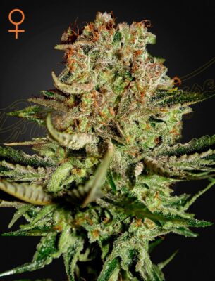 Super Bud Green House Seeds
