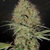 Super Bud Auto Green House Seeds