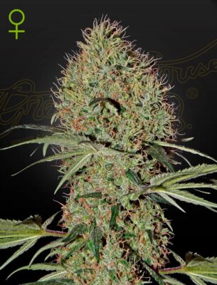 Super Bud Auto Green House Seeds