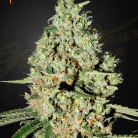 Super Critical Green House Seeds
