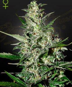 Super Critical Auto Green House Seeds