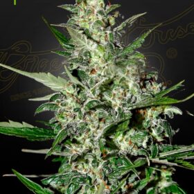 Super Critical Auto Green House Seeds