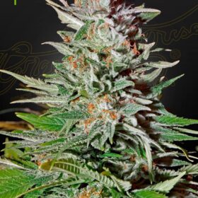 Super Lemon Haze Auto Green House Seeds