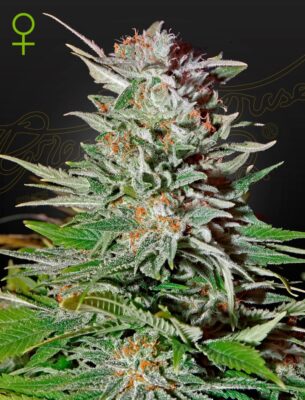 Super Lemon Haze Auto Green House Seeds