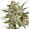 Super Mad Sky Floater SuperSativaSeedClub