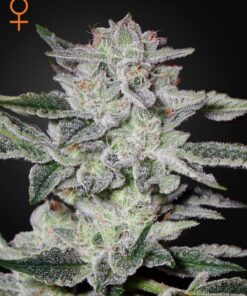 Sweet Valley Kush Green House Seeds