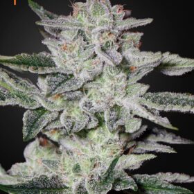 Sweet Valley Kush Green House Seeds