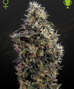 Sweet Mango Auto Green House Seeds