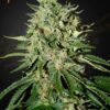 The Doctor Green House Seeds