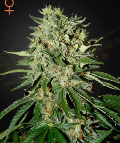 The Doctor Green House Seeds