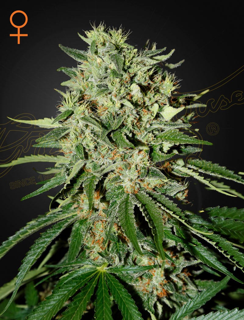 The Doctor Green House Seeds