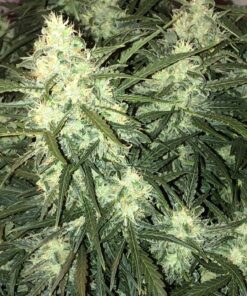 Think Big Auto Dutch Passion Seeds