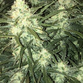 Think Big Auto Dutch Passion Seeds
