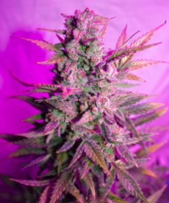Think Different Auto Dutch Passion Seeds