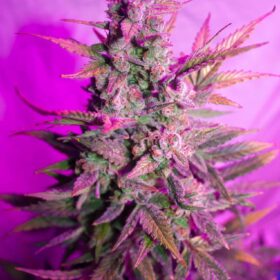 Think Different Auto Dutch Passion Seeds