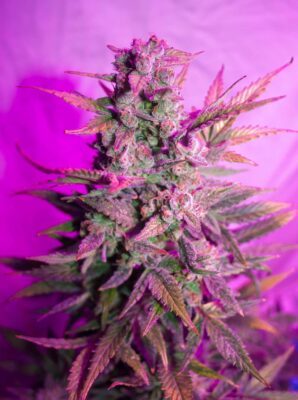 Think Different Auto Dutch Passion Seeds