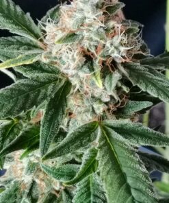 TnT Trichome SuperSativaSeedClub
