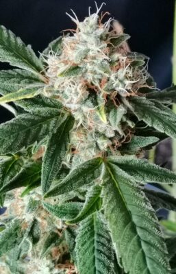 TnT Trichome SuperSativaSeedClub